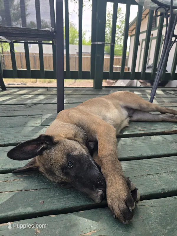 Orange – Belgian Malinois puppy for sale in Prescott Valley, AZ