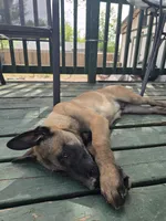 Orange, a male Belgian Malinois for sale in Prescott Valley, AZ – Photo 1 of 8