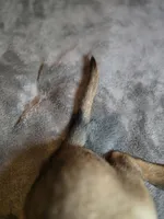 Orange, a male Belgian Malinois for sale in Prescott Valley, AZ – Photo 4 of 6