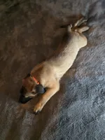 Orange, a male Belgian Malinois for sale in Prescott Valley, AZ – Photo 5 of 6