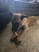 Orange, a male Belgian Malinois for sale in Prescott Valley, AZ – Photo 7 of 8