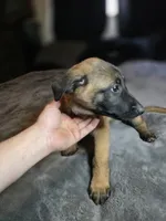 Orange, a male Belgian Malinois for sale in Prescott Valley, AZ – Photo 1 of 6