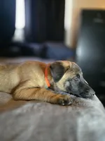 Orange, a male Belgian Malinois for sale in Prescott Valley, AZ – Photo 2 of 6