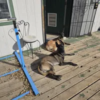 Orange, a male Belgian Malinois for sale in Prescott Valley, AZ – Photo 8 of 8