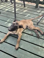 Orange, a male Belgian Malinois for sale in Prescott Valley, AZ – Photo 3 of 8