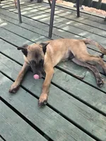 Orange, a male Belgian Malinois for sale in Prescott Valley, AZ – Photo 4 of 8