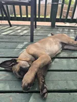 Orange, a male Belgian Malinois for sale in Prescott Valley, AZ – Photo 2 of 8