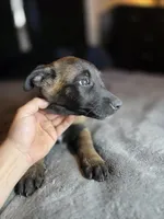 Pink, a female Belgian Malinois for sale in Prescott Valley, AZ – Photo 2 of 4