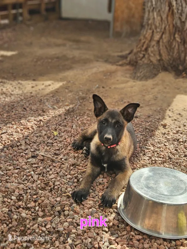 Pink – Belgian Malinois puppy for sale in Prescott Valley, AZ