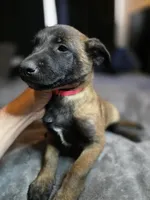 Pink, a female Belgian Malinois for sale in Prescott Valley, AZ – Photo 1 of 4