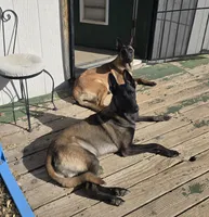 Cream, a female Belgian Malinois for sale in Prescott Valley, AZ – Photo 4 of 4