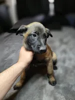 Cream, a female Belgian Malinois for sale in Prescott Valley, AZ – Photo 1 of 4