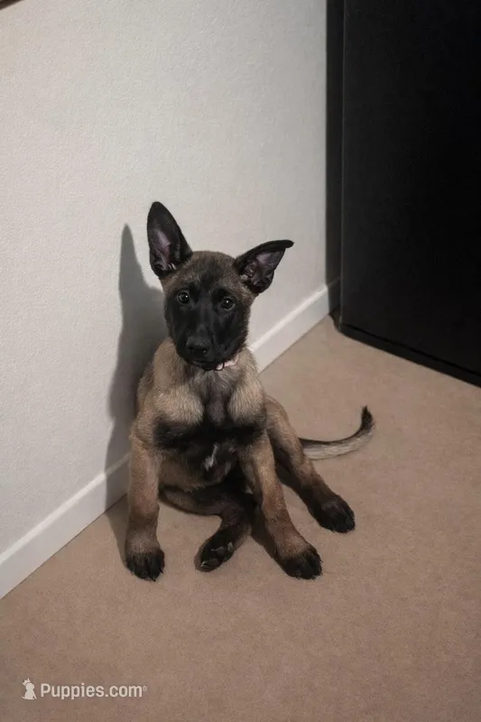 Cream – Belgian Malinois puppy for sale in Prescott Valley, AZ