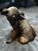 Cream, a female Belgian Malinois for sale in Prescott Valley, AZ – Photo 2 of 4