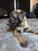 Purple, a female Belgian Malinois for sale in Prescott Valley, AZ – Photo 2 of 4