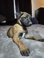 Purple, a female Belgian Malinois for sale in Prescott Valley, AZ – Photo 1 of 4