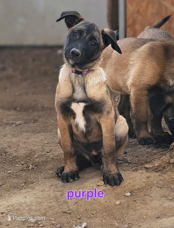 Purple – Belgian Malinois puppy for sale in Prescott Valley, AZ