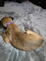 Purple, a female Belgian Malinois for sale in Prescott Valley, AZ – Photo 3 of 4