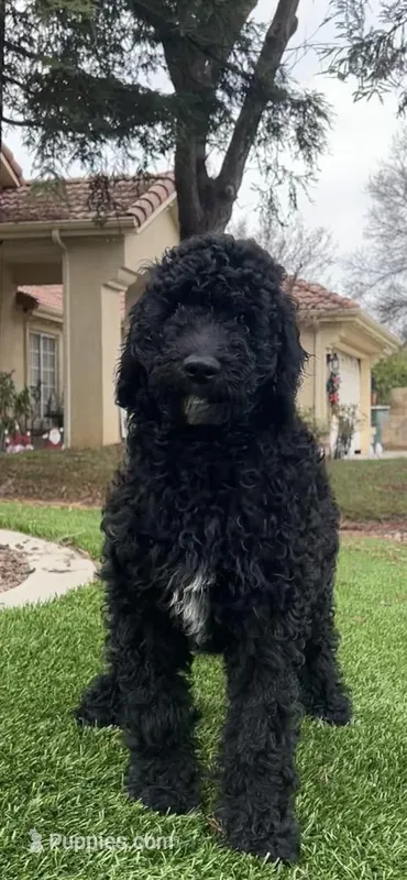 Tiana, a female Labradoodle for sale in Fresno, CA – Photo 1 of 1