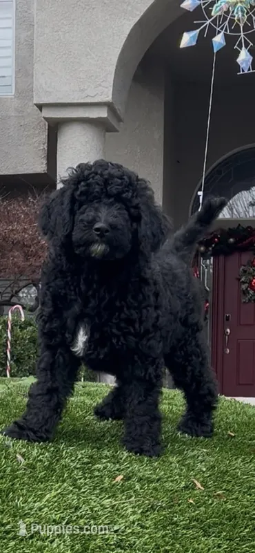 Mulan, a female Labradoodle for sale in Fresno, CA – Photo 1 of 1