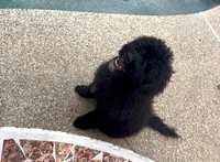 Mulan, a female Labradoodle for sale in Fresno, CA – Photo 1 of 2