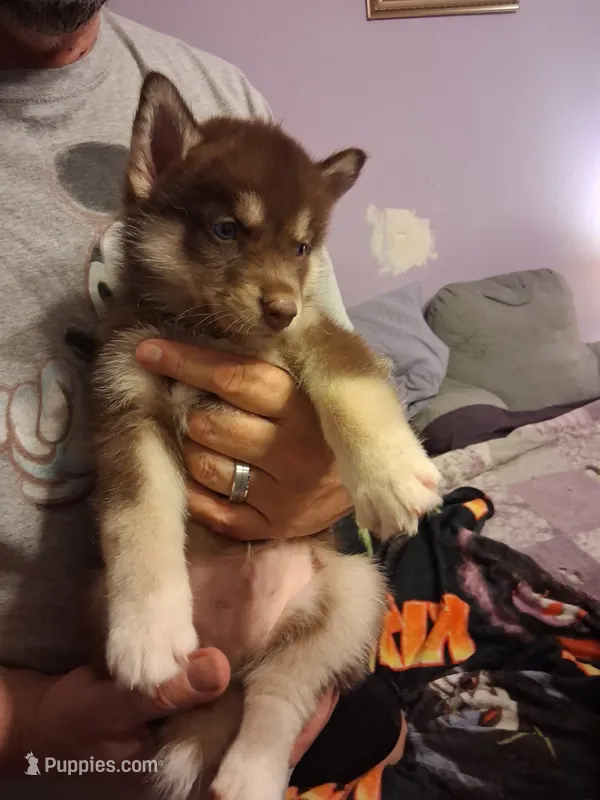 Bear – Siberian Husky puppy for sale in Denton, NC