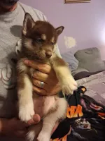 Bear, a male Siberian Husky for sale in Denton, NC – 1 of 3