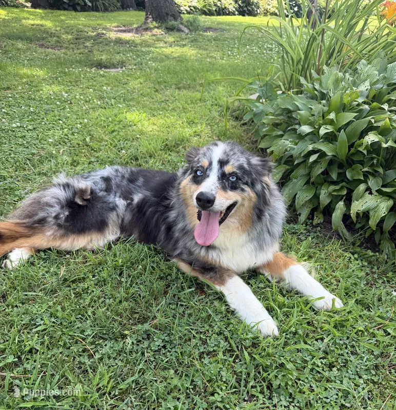 Misty – Australian Shepherd puppy for sale in Raymond, MN