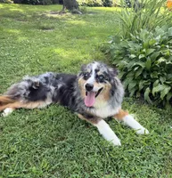Misty, a female Australian Shepherd for sale in Raymond, MN – 1 of 1