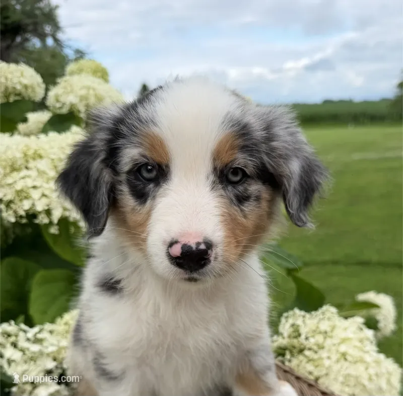 Ribeye – Australian Shepherd puppy for sale in Raymond, MN