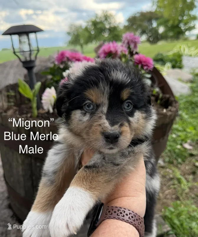 Mignon – Australian Shepherd puppy for sale in Raymond, MN