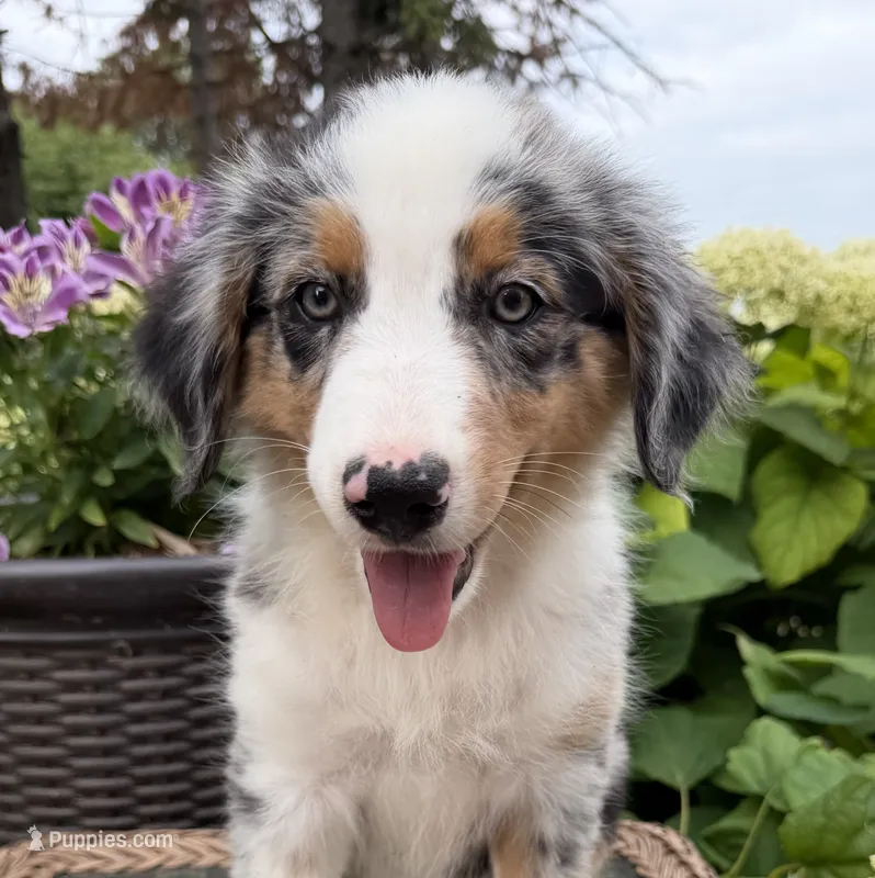 Ribeye – Australian Shepherd puppy on hold in Raymond, MN
