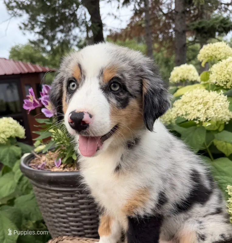 Sirloin – Australian Shepherd puppy for sale in Raymond, MN