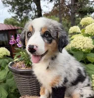 Sirloin, a male Australian Shepherd for sale in Raymond, MN – 2 of 5