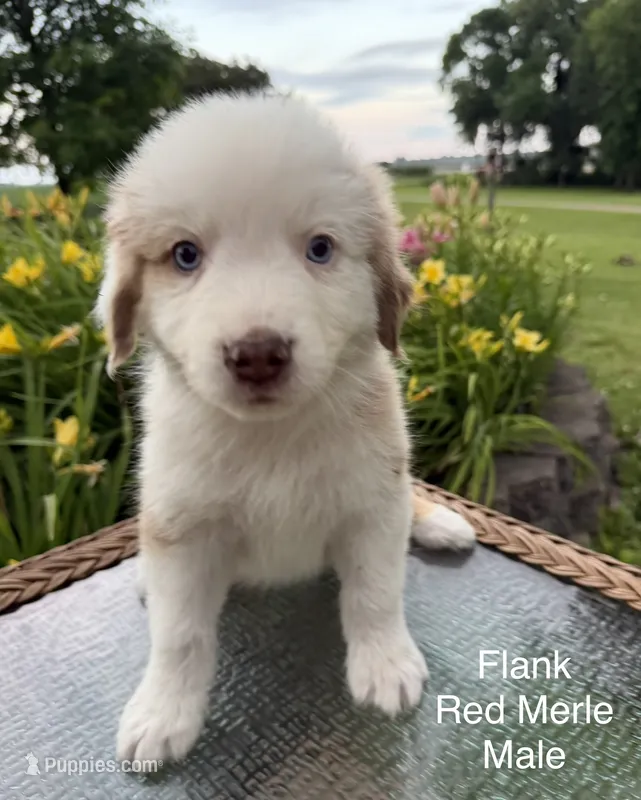 Flank – Australian Shepherd puppy for sale in Raymond, MN