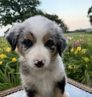 Sirloin, a male Australian Shepherd for sale in Raymond, MN – 4 of 5