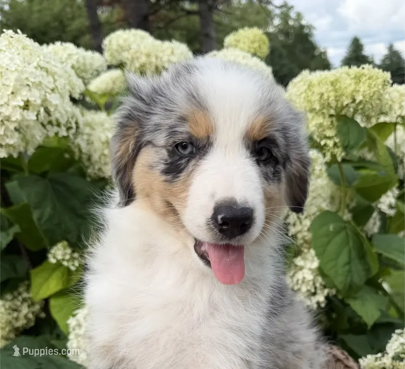 Porterhouse – Australian Shepherd puppy for sale in Raymond, MN