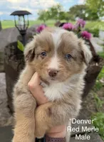 Denver, a male Australian Shepherd for sale in Raymond, MN – 1 of 1