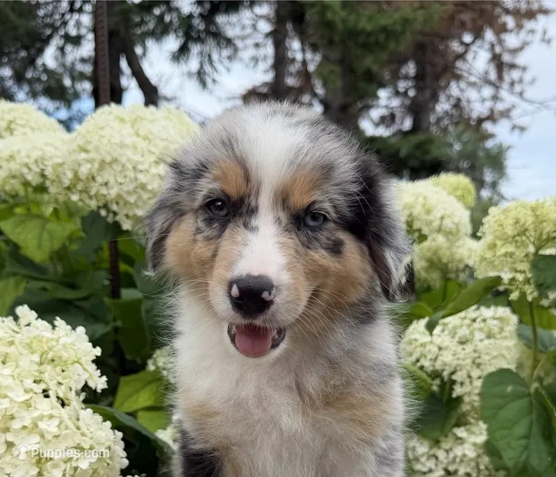 Chuck – Australian Shepherd puppy for sale in Raymond, MN
