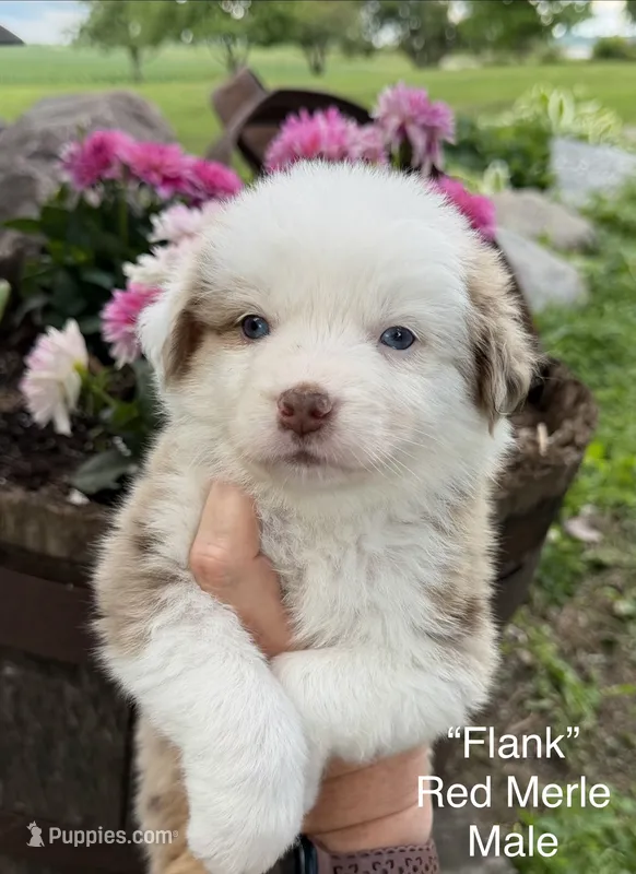 Flank – Australian Shepherd puppy for sale in Raymond, MN