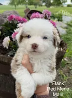 Flank, a male Australian Shepherd for sale in Raymond, MN – 1 of 1