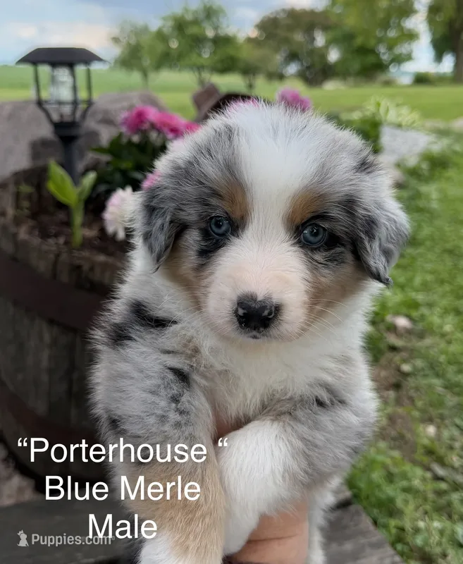 Porterhouse – Australian Shepherd puppy for sale in Raymond, MN