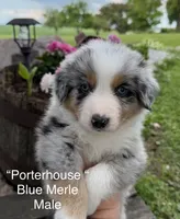 Porterhouse, a male Australian Shepherd for sale in Raymond, MN – 1 of 1