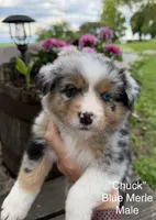 Chuck, a male Australian Shepherd for sale in Raymond, MN – 1 of 1