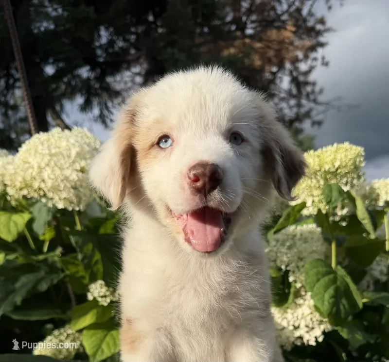 Flank – Australian Shepherd puppy for sale in Raymond, MN
