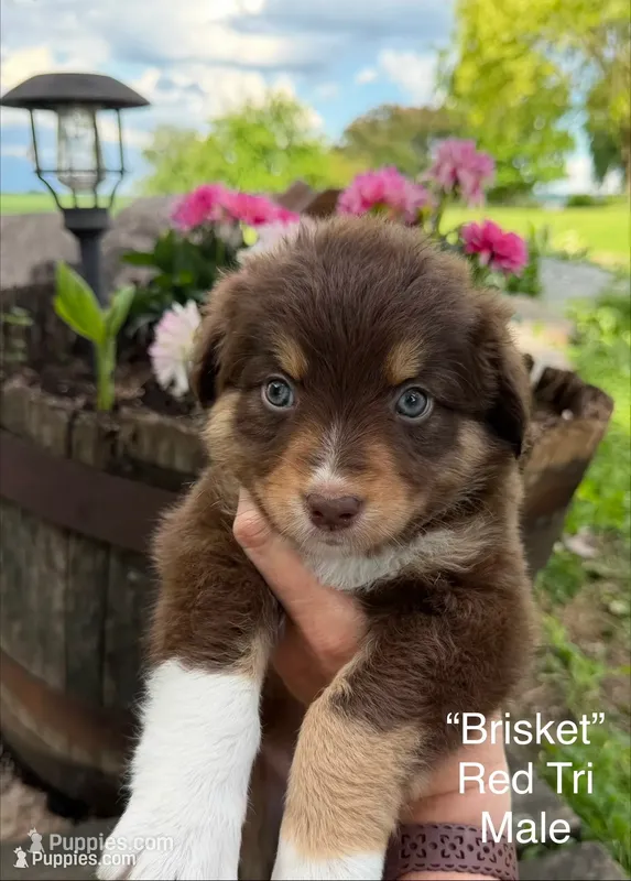 Brisket – Australian Shepherd puppy for sale in Raymond, MN