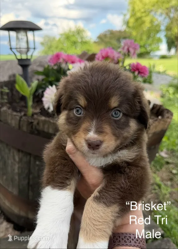 Brisket – Australian Shepherd puppy for sale in Raymond, MN