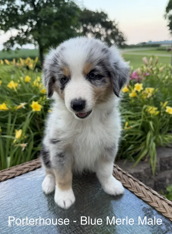 Porterhouse – Australian Shepherd puppy for sale in Raymond, MN