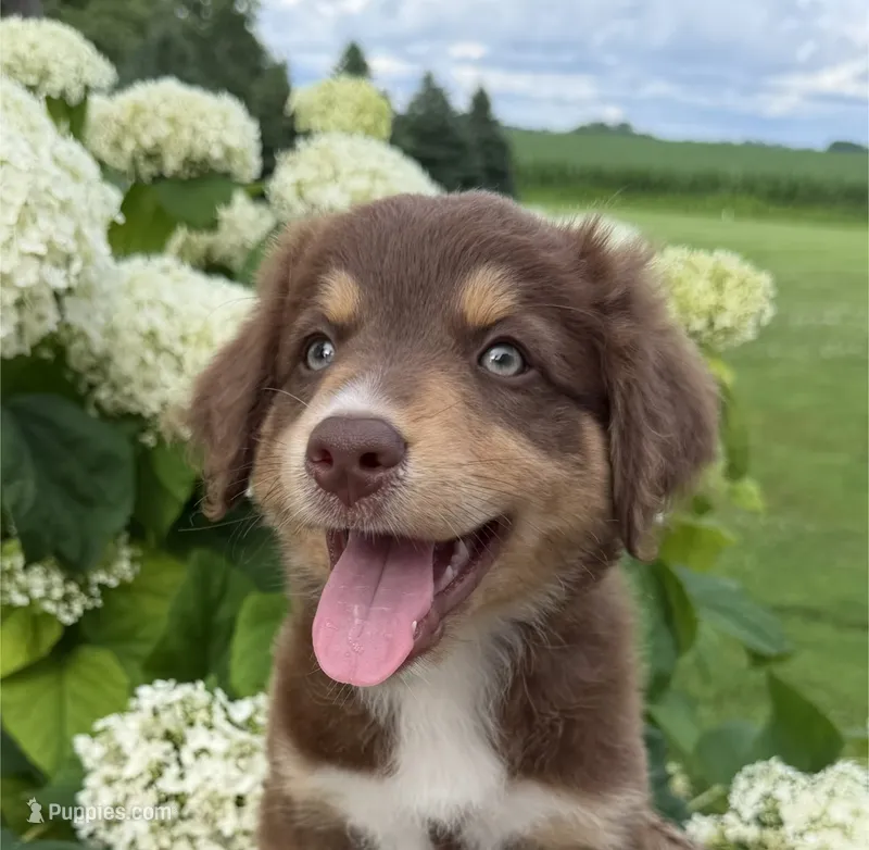 Brisket – Australian Shepherd puppy for sale in Raymond, MN