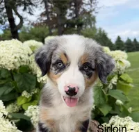 Sirloin, a male Australian Shepherd for sale in Raymond, MN – 3 of 5